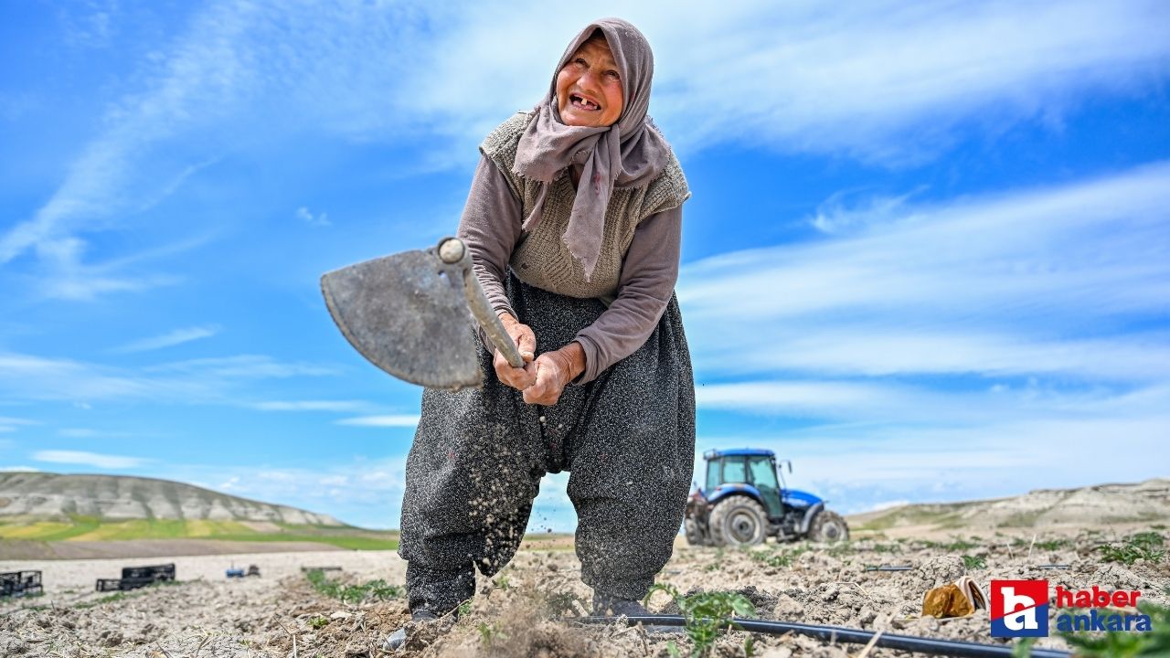 Ayaşlı kadın girişimciler yüzyıllık domates tohumlarını toprakla buluşturdu