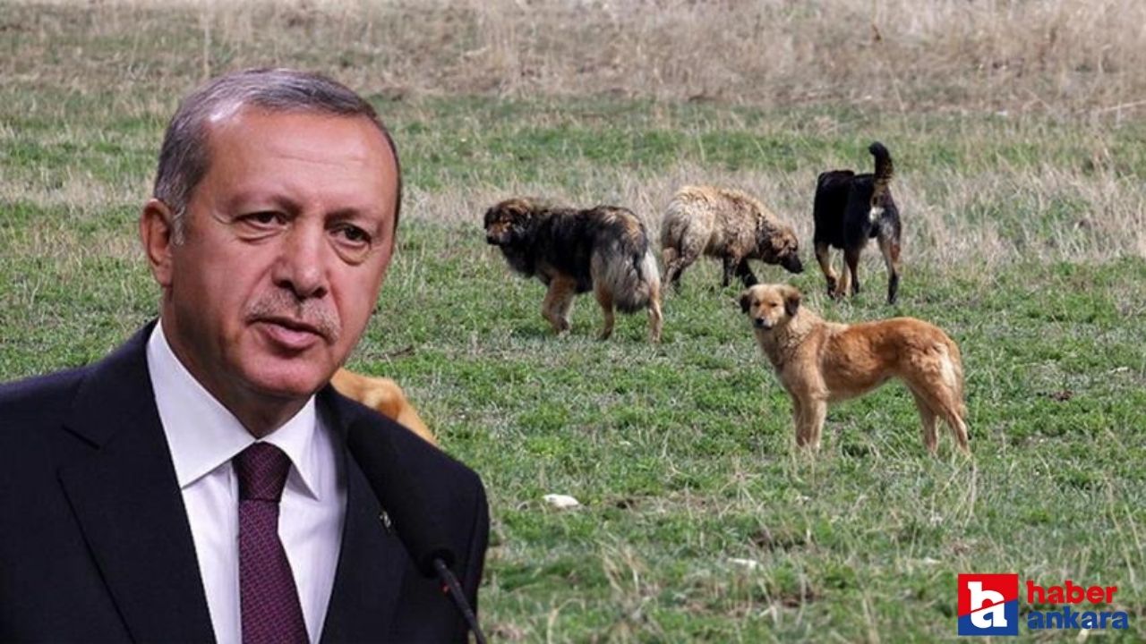 4 bakanlık sokak köpekleri sorununun çözümü için Cumhurbaşkanı Erdoğan'a rapor sunacak