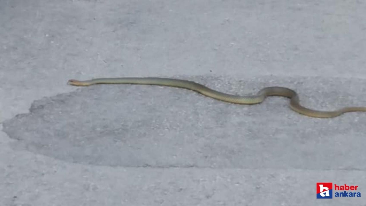 Ankara Mamak'ta sokakta yılan görüldü