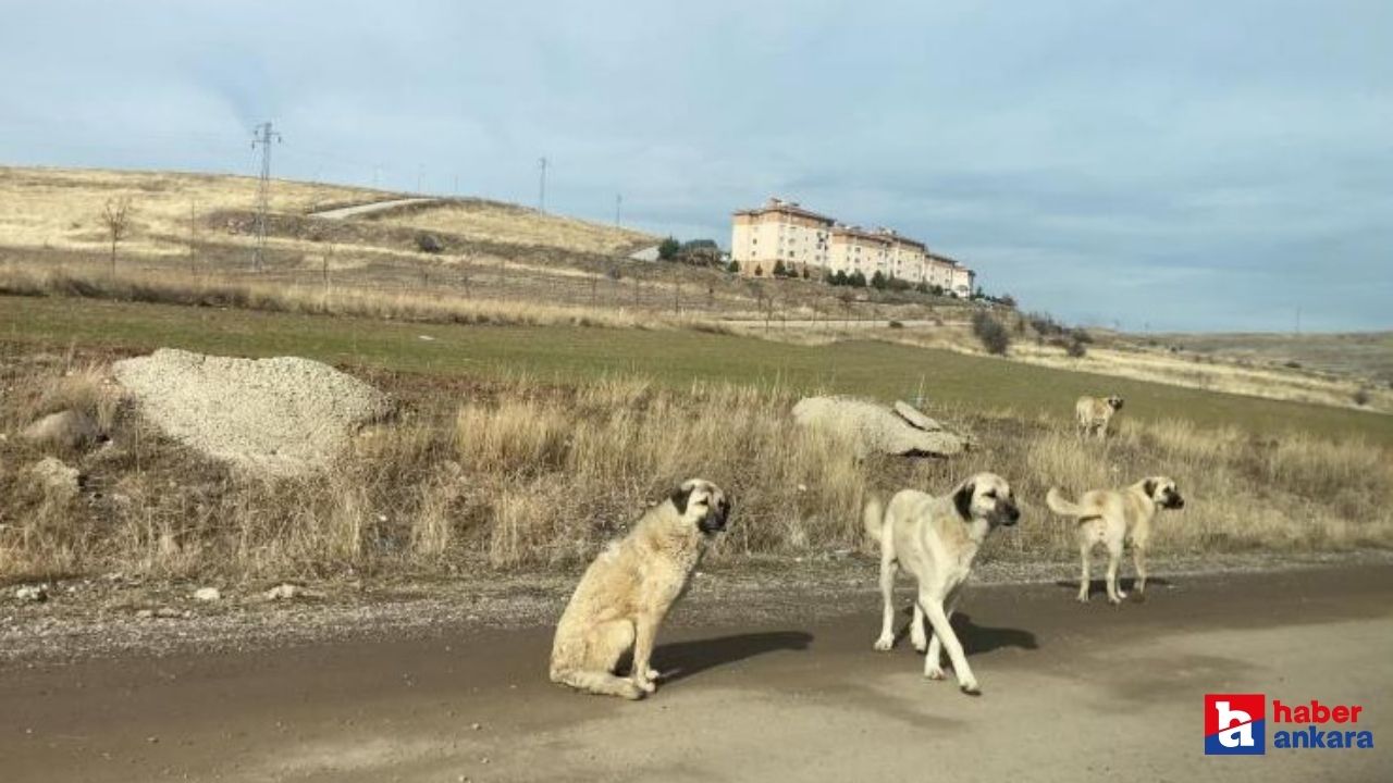 Ankara Altındağ'da parkta yürüyen vatandaşa köpekler saldırdı